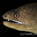 moray_goldentail_lphr_gc_h_0162_cay4074.jpg